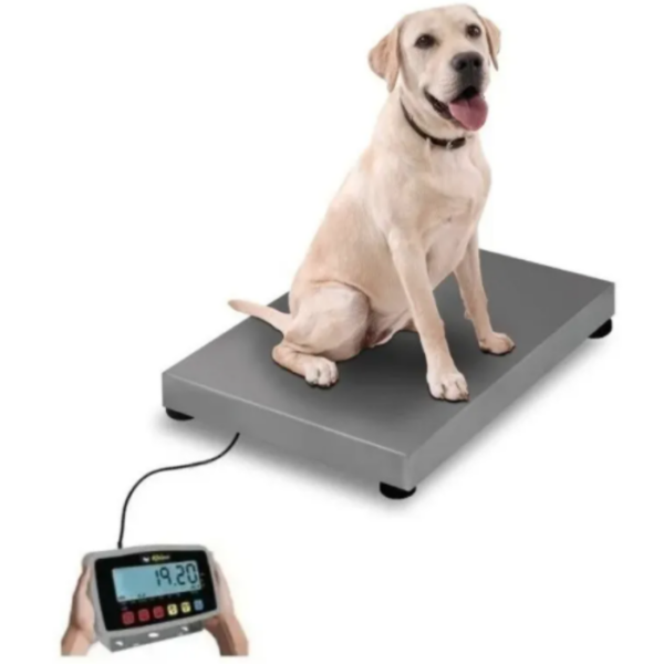 BÁSCULA PLATAFORMA 200KG CON INDICADOR BAVET200
